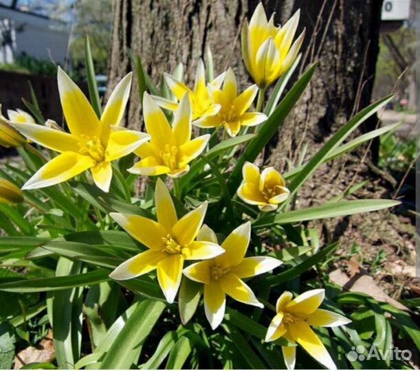 Ботанический тюльпан луковицы для посадки