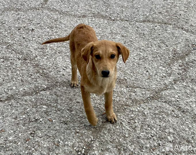 Небольшая собачка в добрый дом