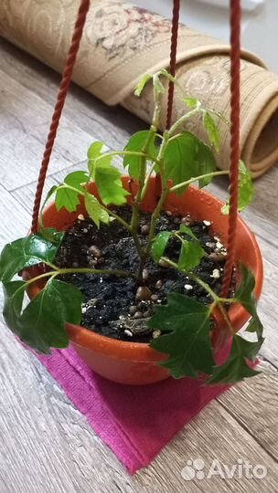 Продам цветы комнатные в отличном состоянии