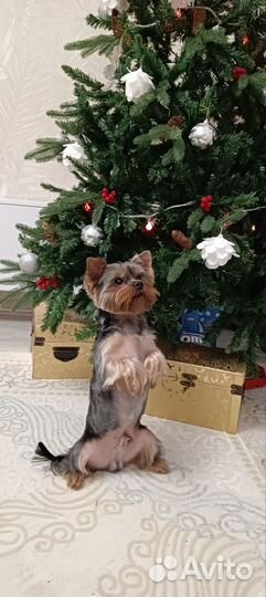 Йоркширский терьер вязка мальчик