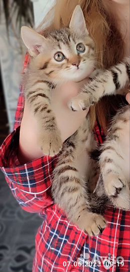 Шотландские котята в дар