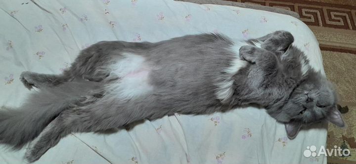 Ласковый кот в добрые руки