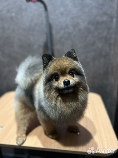 Груминг собак и кошек