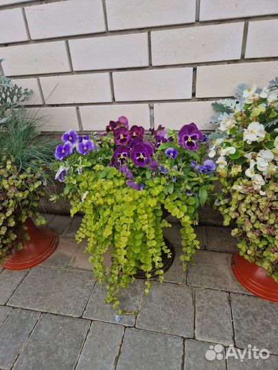 Кашпо с цветами