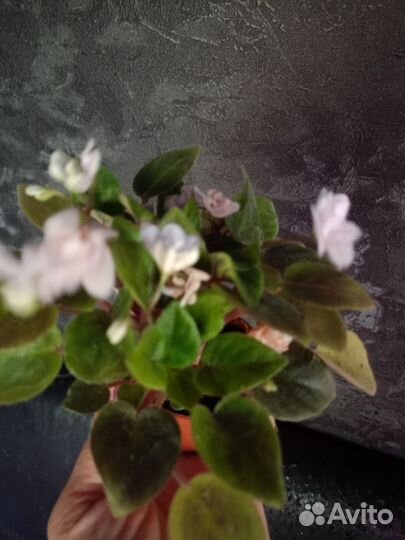 Мини фиалка 