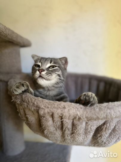 Кошечка