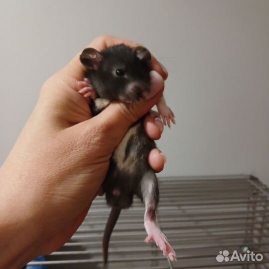 Крыса дамбо голубая