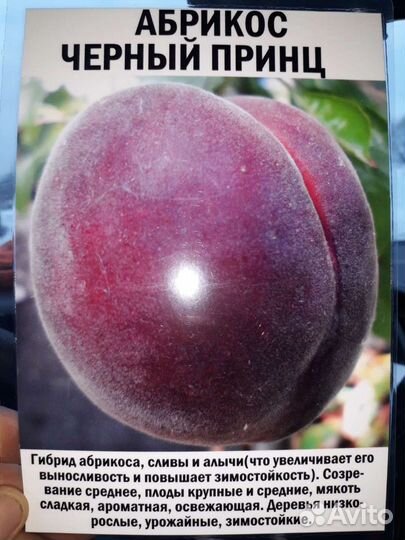 Саженцы абрикоса (Чёрный принц)