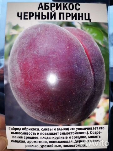 Саженцы абрикоса (Чёрный принц)