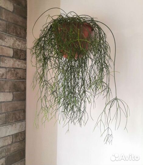 Рипсалис волосовидный