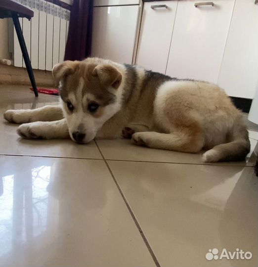 Метис Хаски