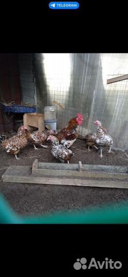 Куры бентамки