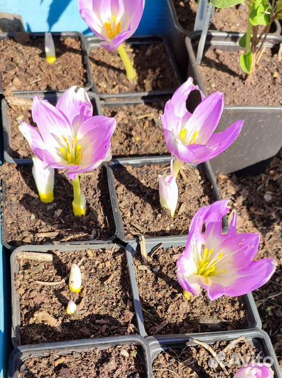 Безвременник