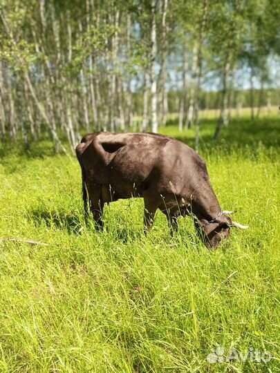 Корова дойная