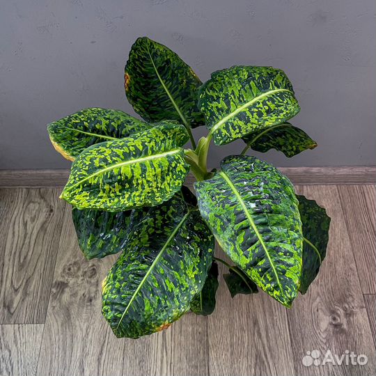 Диффенбахия рефлектор