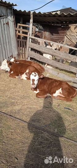 Корова с теленком