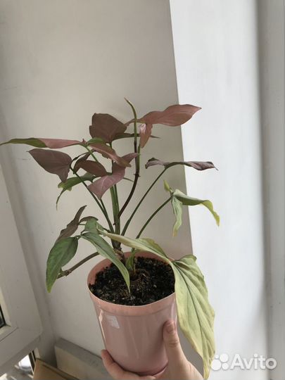 Сингониум regina red