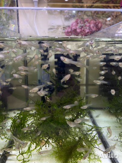 Гуппи, Молинезии, Тернеции, Сомики, улитки