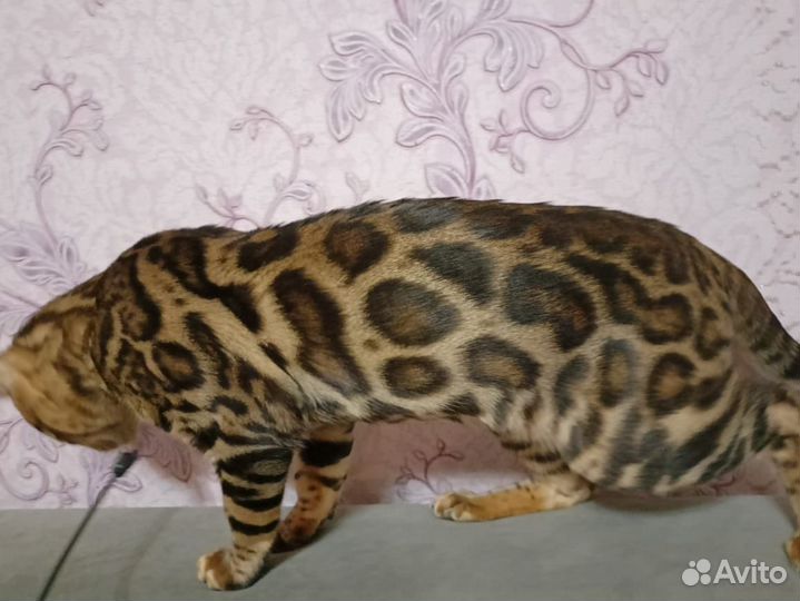 Бенгальский кот