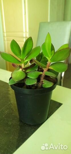 Денежное дерево