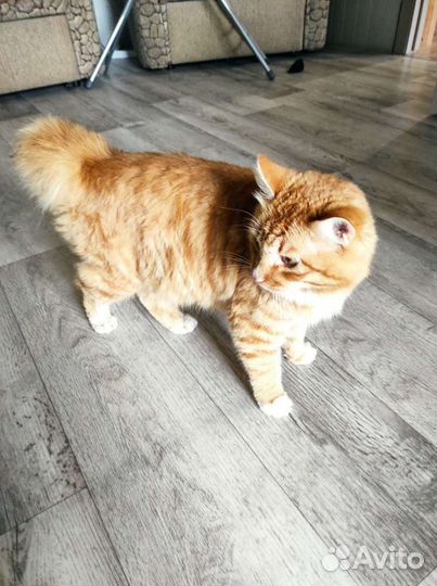 Курильский бобтейл. Вязка. Кот