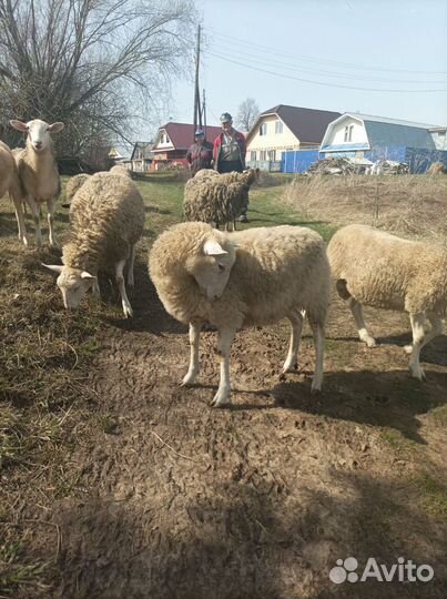 Катумские бараны