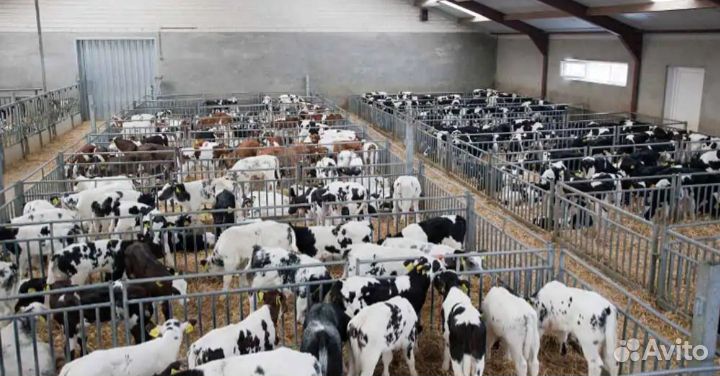 Телята бычки