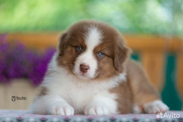 Австралийская овчарка, аусси, красный триколор