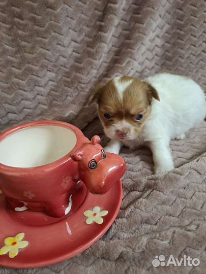 Щенки чихуахуа длинношерстные