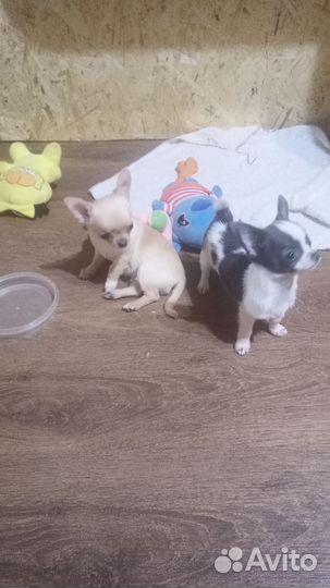 Мальчишки чишки