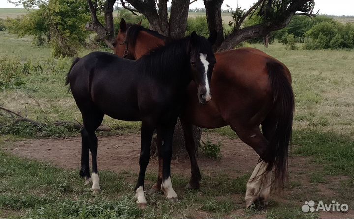 Лошади жеребята