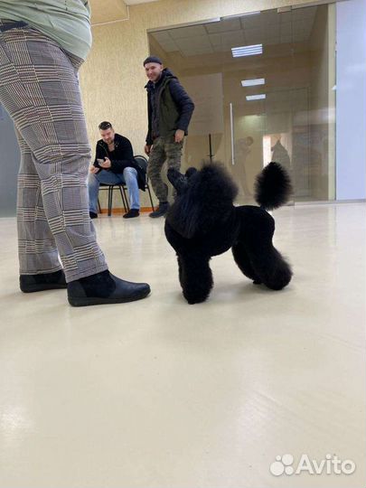 Той пудель для вязки