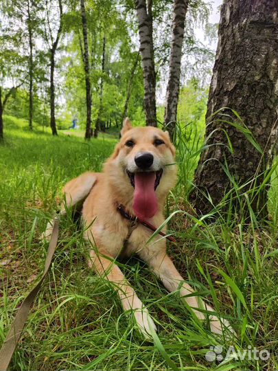 Милейший лучший друг