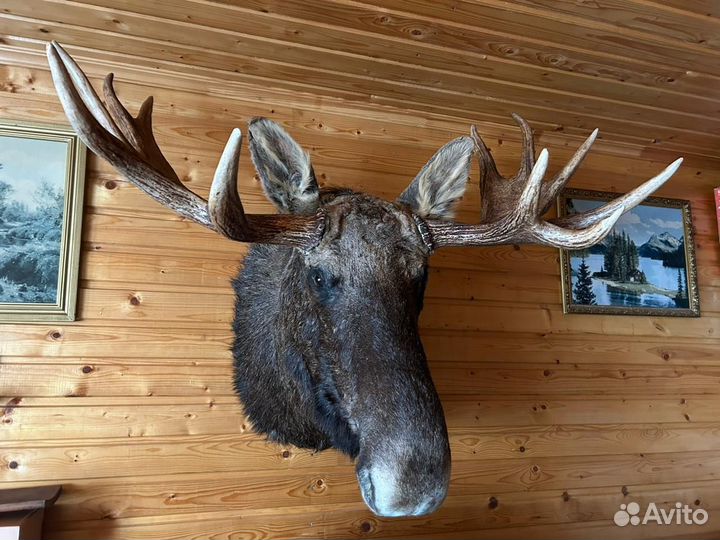 Чучело головы лося