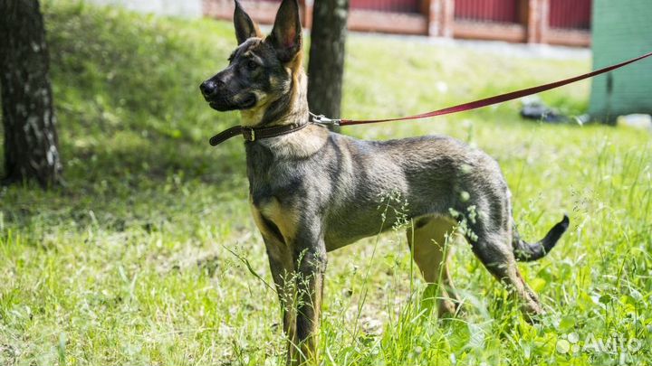 Щенки в дар