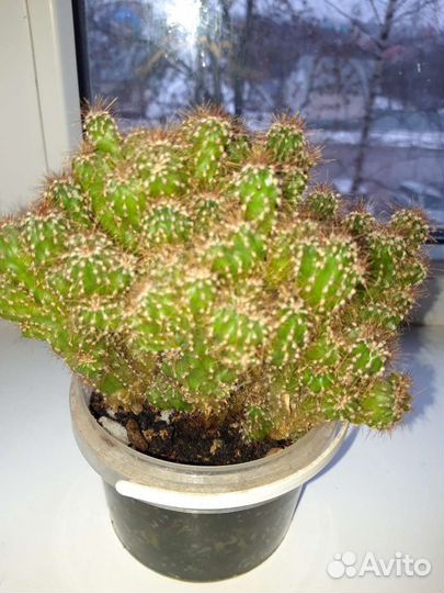 Кактус,чтобы вырастить до такого размера,нужно 8 л