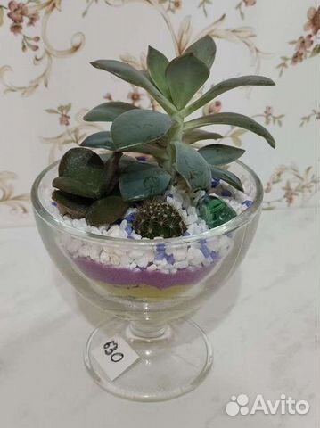 Цветы суккуленты, флорариум