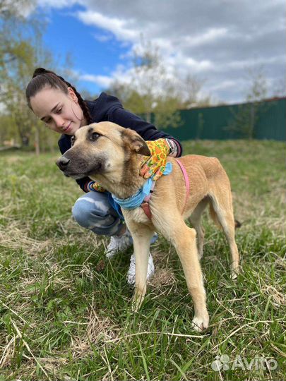 Вега из приюта