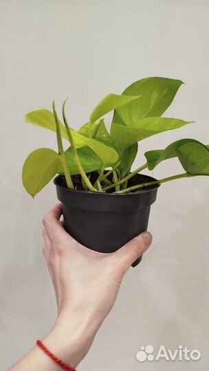 Эпипренум Голден Потос