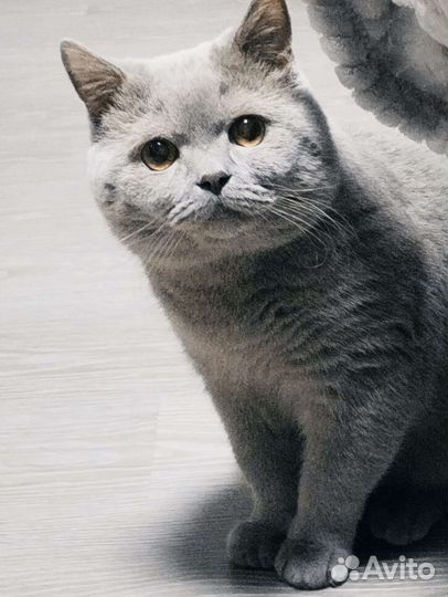 Британская