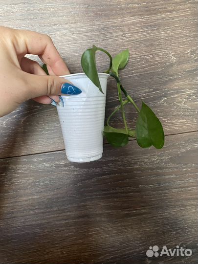 Эпипремнум. Есть разные черенки