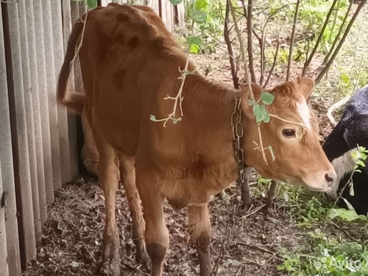 Корова с теленком