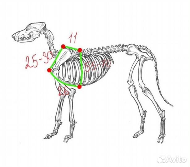 Амуниция, одежда для собак