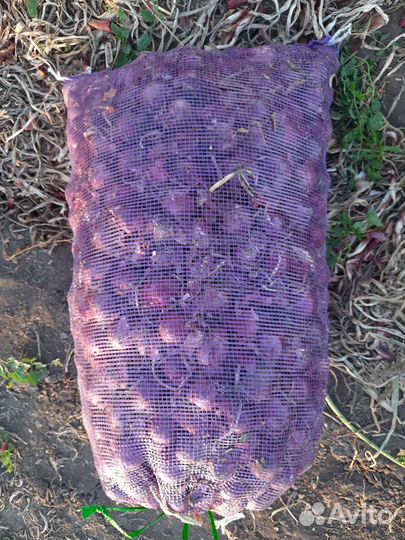 Лук фиолетовый