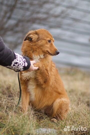 В добрые руки