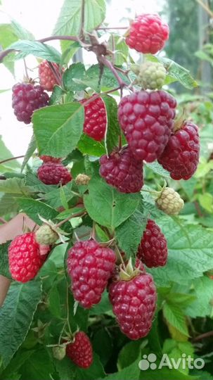 Кусты малины Геракл