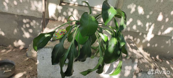 Эухарис амазонская лилия