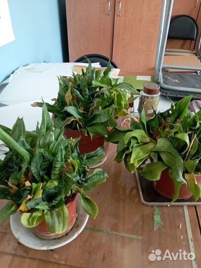 Комнатные растения цветы бесплатно