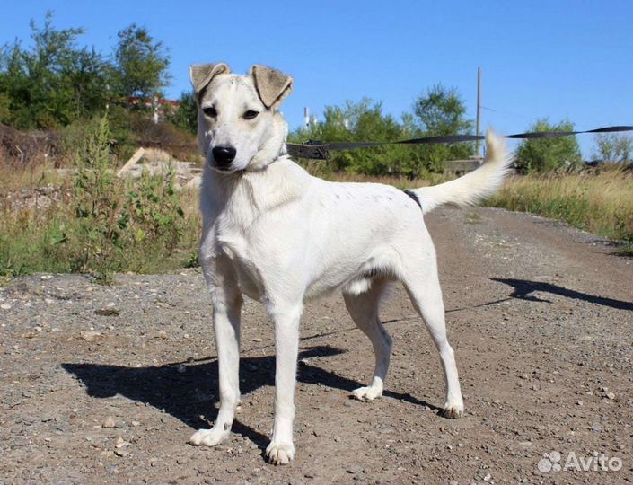 Собака Принц