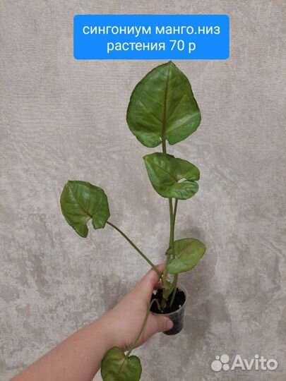 Сингониумы